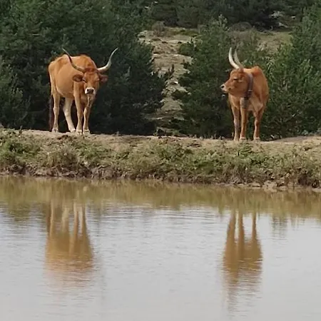 Casa Elpatiodelmaestrazgo Villarroya de los Pinares