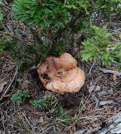 Casa Elpatiodelmaestrazgo Hotel