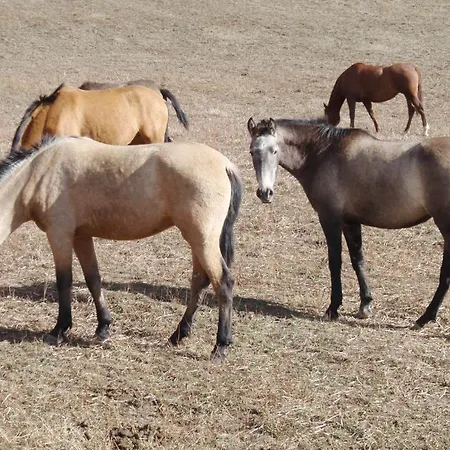 Casa Elpatiodelmaestrazgo Hotel Villarroya de los Pinares