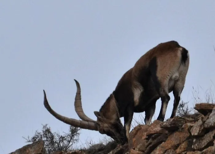 Casa Elpatiodelmaestrazgo Villarroya de los Pinares