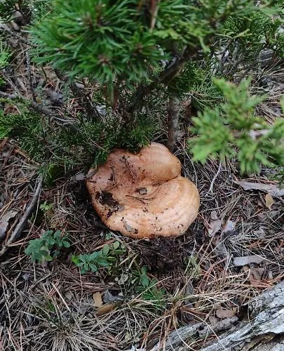 Casa Elpatiodelmaestrazgo Hotell