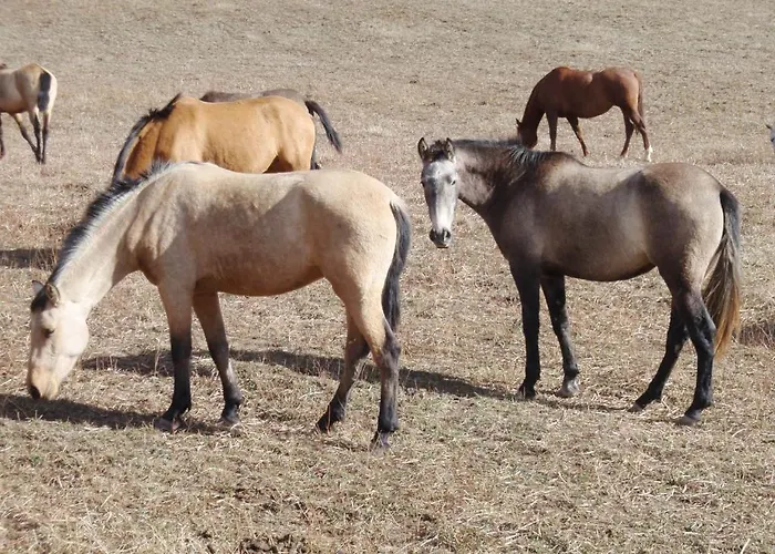 Casa Elpatiodelmaestrazgo Hotell Villarroya de los Pinares