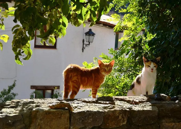 Casa Elpatiodelmaestrazgo Villarroya de los Pinares