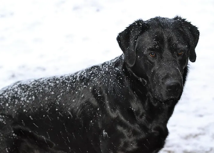 Casa Elpatiodelmaestrazgo Hotell